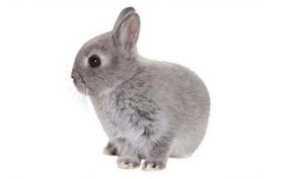 devilbunbrat profile