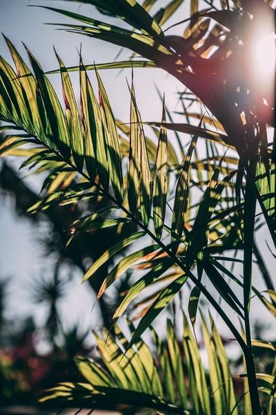 lillievixenxo thumbnail