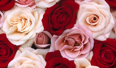 this_foxy_rose thumbnail