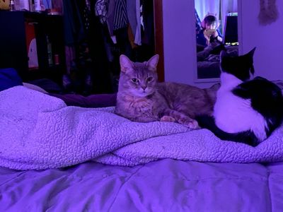 amatesaurius thumbnail