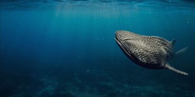 thegodoflube thumbnail