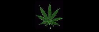 wednesdaylette thumbnail