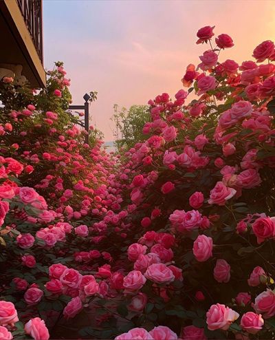 𝓔𝓶𝓲𝓵𝔂 𝓥𝓘𝓟 💓 thumbnail