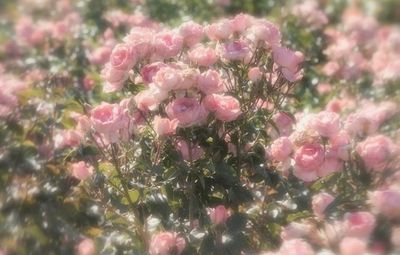 elisa 🌸🦋 thumbnail