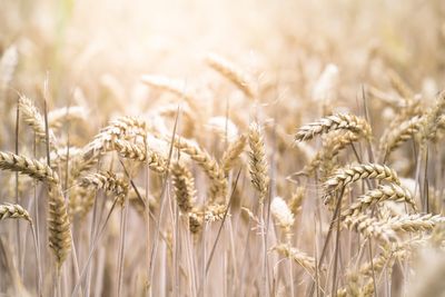 Countrygurl69 thumbnail