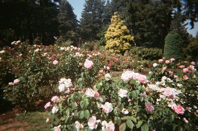 scawee_spice thumbnail