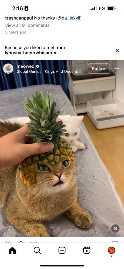 Psycho Cujo thumbnail