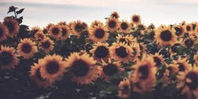 mommiemilli thumbnail