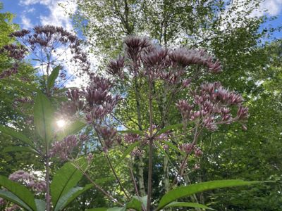 ekomssavior thumbnail