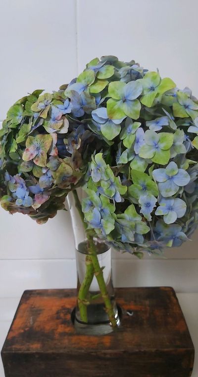 Alicia mesa thumbnail