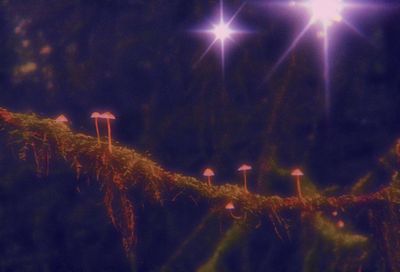 yesnoemaybe thumbnail