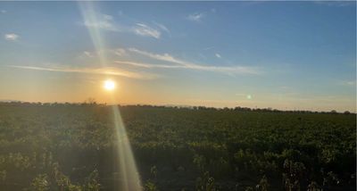 Twisted Kittie thumbnail