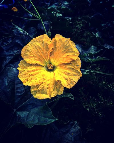 fieryreadhead thumbnail