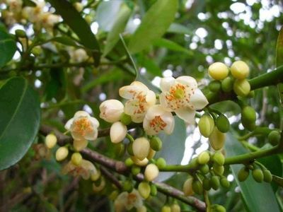 東南西北皓皓皓 thumbnail