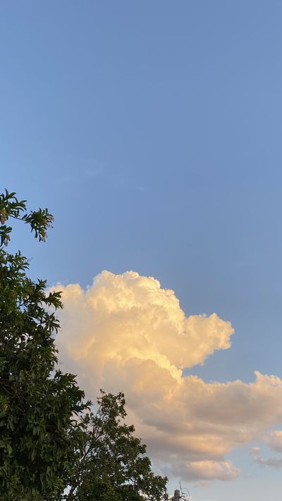 amarillamariposa thumbnail