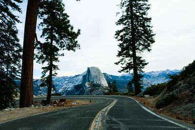 labradoodle thumbnail