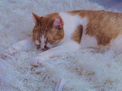 leanalovings thumbnail