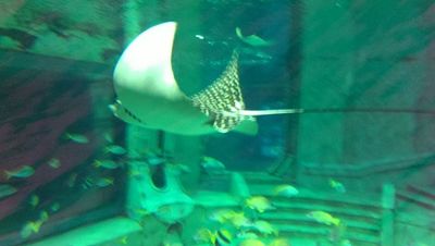 u222287731 thumbnail