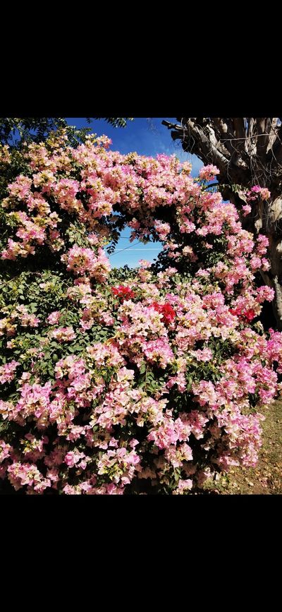 alicelidell thumbnail