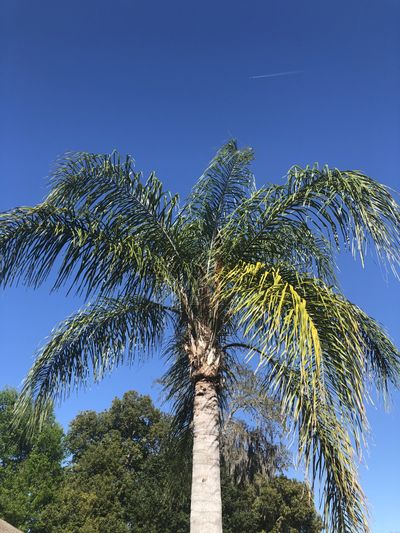 pinkpocket thumbnail