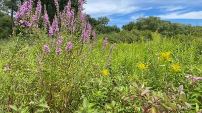 urfavflytrap thumbnail