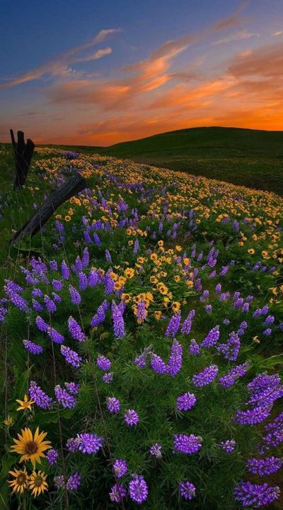 Ari Berry 🍓 thumbnail