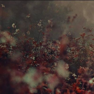 apollohayze thumbnail