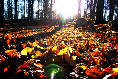 forestladyse thumbnail