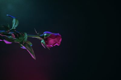 Kink Kitten 🖤 thumbnail