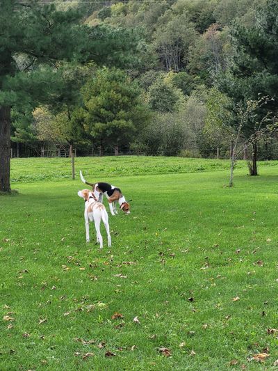 dogmom2021 thumbnail