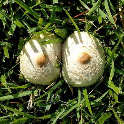 sphellbound thumbnail