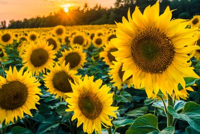 rubyrosemarie thumbnail