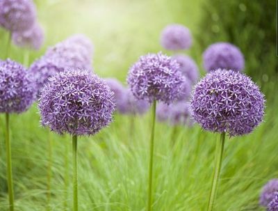 isabelfromchaturbate thumbnail