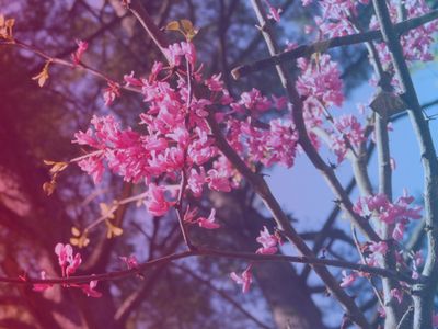 little_seawitch thumbnail