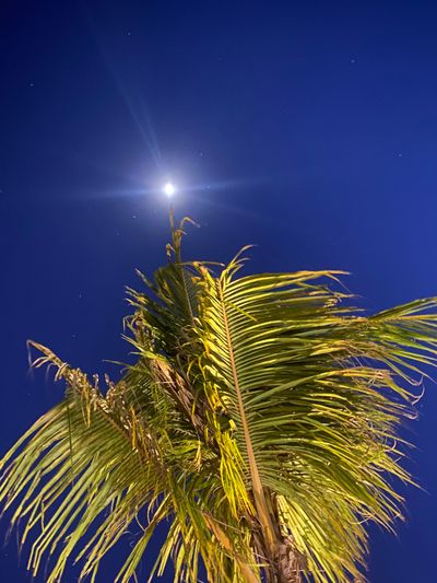 daaandylion thumbnail