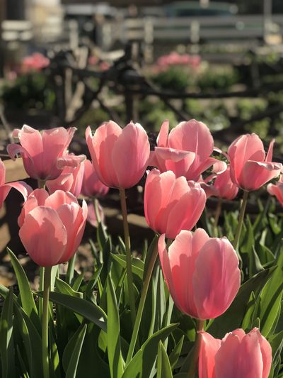 julietamalabella thumbnail