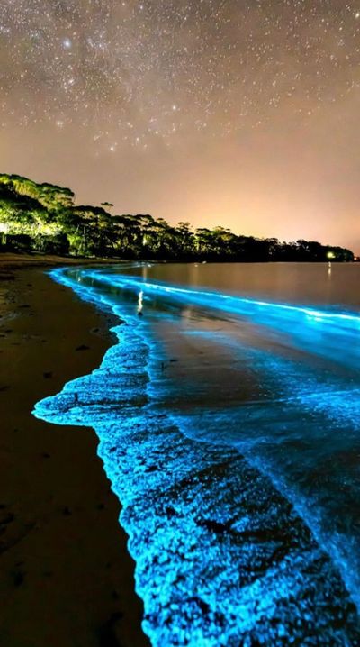 Panda Bear thumbnail