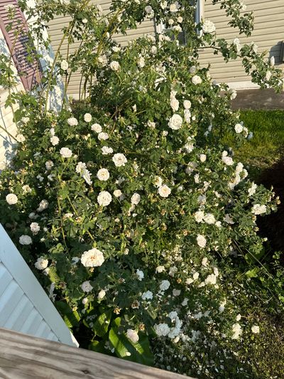 micahmcguire3 thumbnail