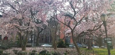 francisco5 thumbnail