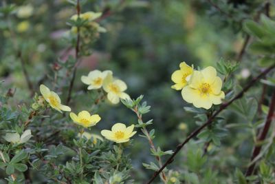 midthought00 thumbnail