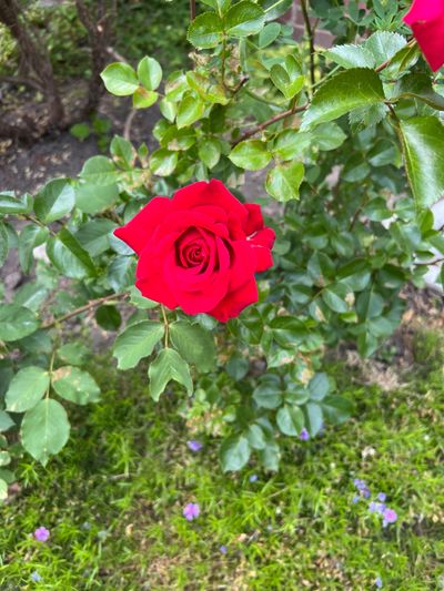 bellaxxboox thumbnail