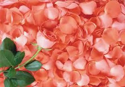 summersoleil3 thumbnail