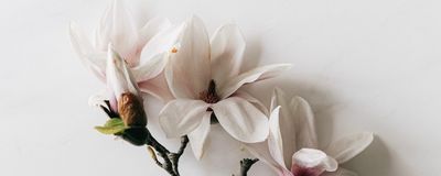 kyliescreamsvip thumbnail