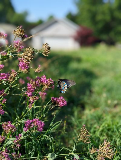 thisandthatbat thumbnail