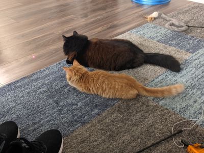 lotsofcats thumbnail