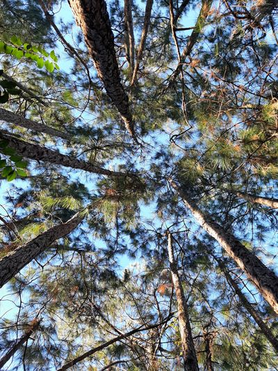 demonhound1776 thumbnail