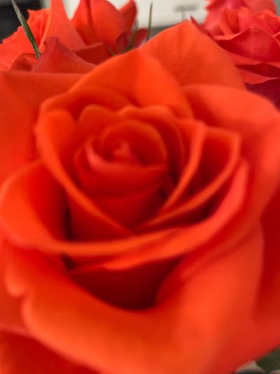 cinderellal69 thumbnail