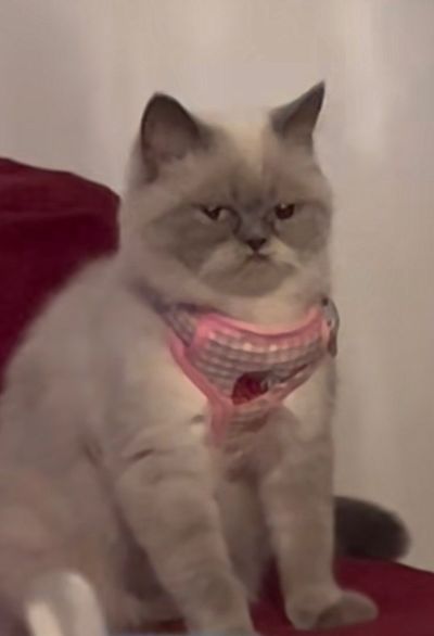 divkasobezitou profile