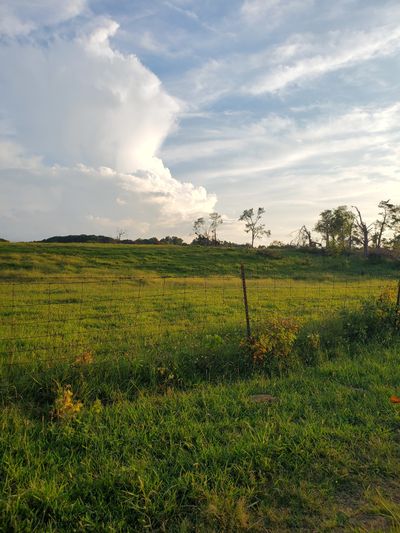 Southern Vixen thumbnail