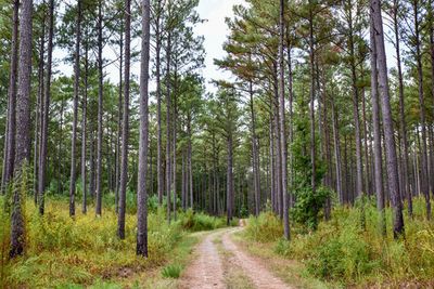 georgiacub thumbnail